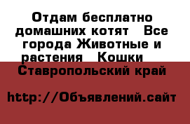 Отдам бесплатно домашних котят - Все города Животные и растения » Кошки   . Ставропольский край